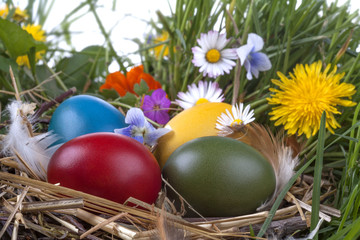Colourful  Easter eggs in the nest and in the grass