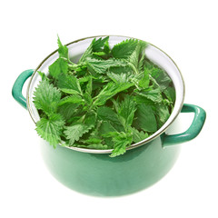 Stinging nettle in pot