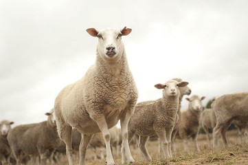 Fototapeta premium Top of the sheep heap