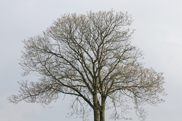 Lonely tree and the open sky