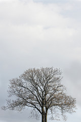 Lonely tree and the open sky
