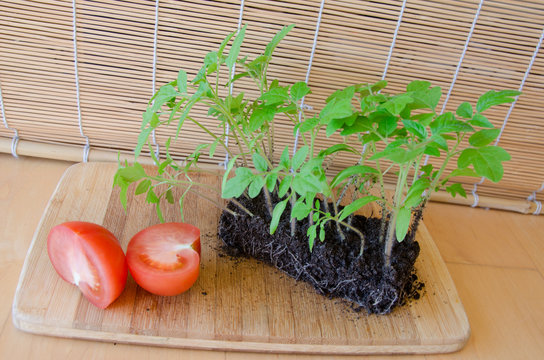 sprout growing and tomato in half, concept harvest