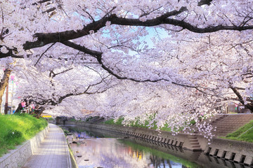 Obraz na płótnie Canvas 五条川の桜並木