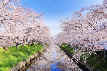 Obraz premium 五条川の桜並木