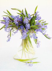 flower scilla in vase