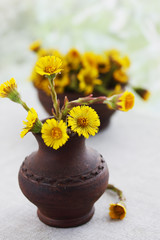 Flowers coltsfoot