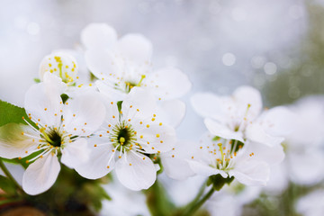 cherry close up