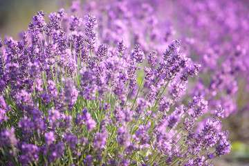 Purple lavender flowers in the field