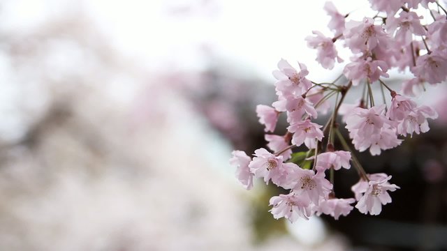 桜と寺_3