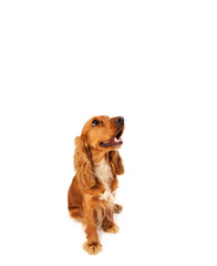 Cute cocker spaniel with copy space