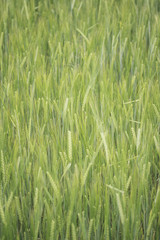 Pole zboża w zieleni © aggrafka