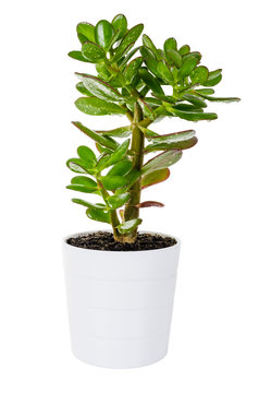 Green Crassula or money tree in white flower pot isolated