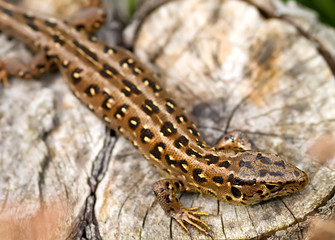 Sand Lizard (Lacerta agilis)