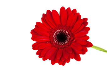 Red gerbera.