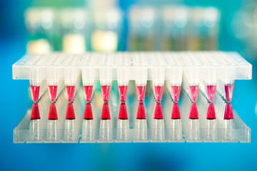 Tools for PCR amplification of DNA: 96-well plate