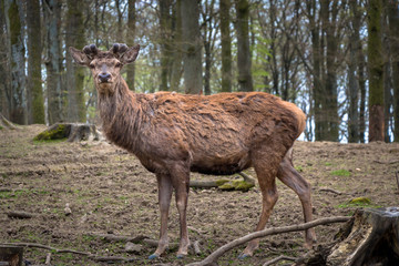 Red Deer in stag velvet