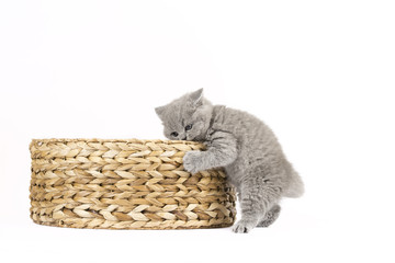 Obraz premium Britisch Kurzhaar BKH Kitten / British Shorthair