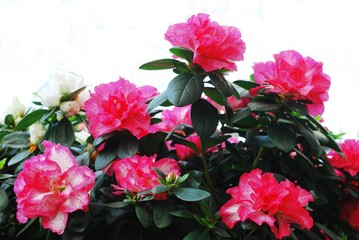 Pink red flower plants in the garden