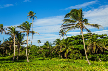 Fototapeta na wymiar Lush Tropical Clearing with Palm Trees