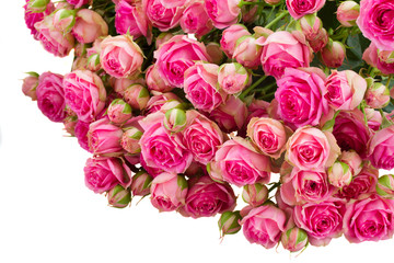 bunch of fresh pink roses