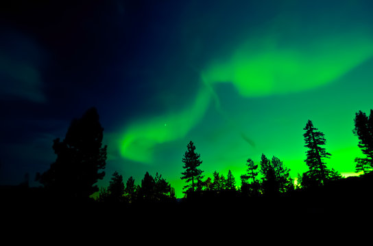 aurora borealis over trees