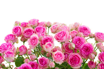border of fresh pink roses
