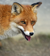 Fototapeta premium Fox portrait in natural habitat