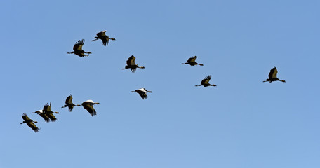 Crowned Crane