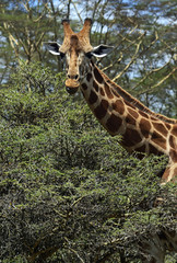 Giraffe