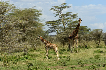 Giraffe