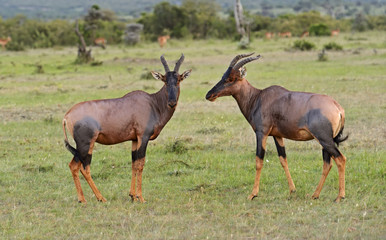 Topi antelope