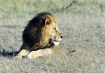 Masai Mara