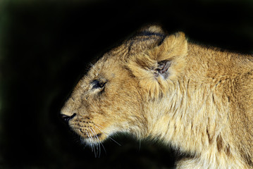 Lions Masai Mara