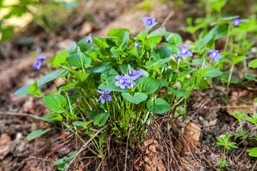 Purple flower