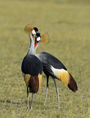 Crowned Crane