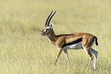 Grant Gazelle