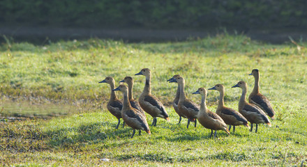 Lesser Whistling Ducks (Dendrocygna Javanica)