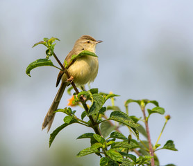 Plain Prinia (Prinia Inornata)