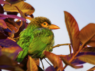 Brown Headed Barbet (Megalaima Zeylanica)