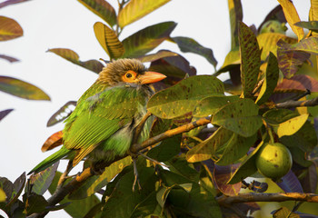 Brown Headed Barbet (Megalaima Zeylanica)