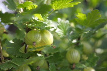 gooseberry on branch