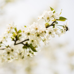 Obraz na płótnie Canvas Spring tree blossom