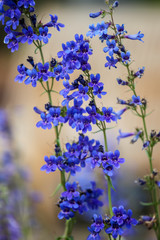 Tiger Beardtongue (Penstemon mensarum)