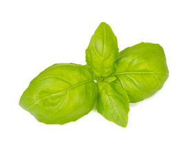 Basil isolated