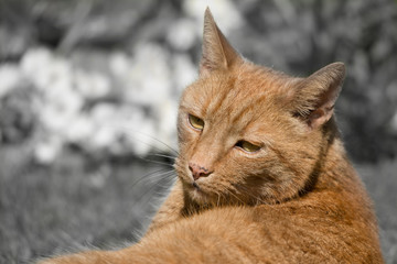 Ginger tom cat