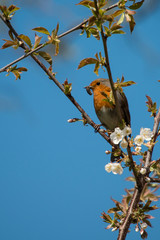 Robin Red Breast