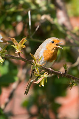 Robin Red Breast