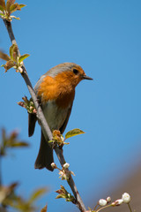 Fototapeta premium Robin Red Breast