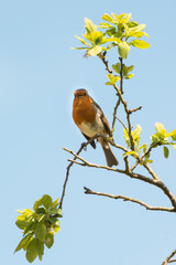 Robin Red Breast