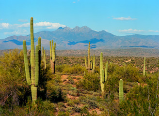 Spring In The Desert